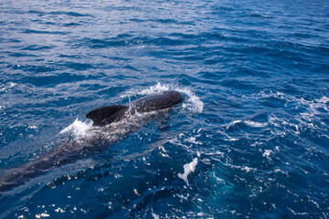 Obraz premium close pilot whales swimming in blue water of Atlantic Ocean