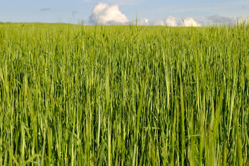 green wheat field