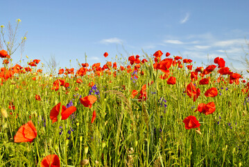 field of poppies