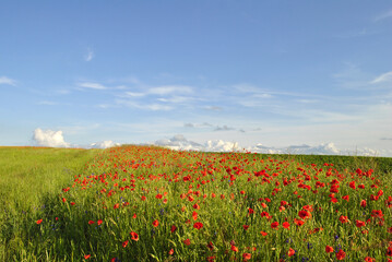 field of poppies
