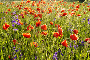 Obraz premium field of poppies