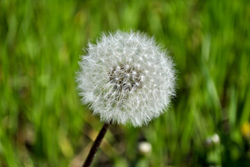 Fototapeta premium dandelion in grass