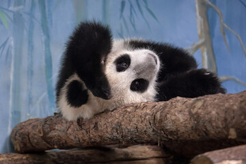 Fototapeta premium The baby of the giant panda is exploring the world (panda wakes up) 