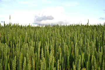 Naklejka premium green wheat field