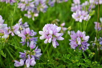 flowers in the garden