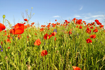 field of poppies