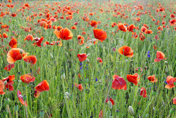 field of flowers