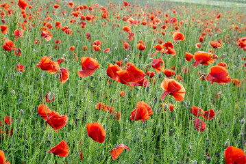 field of red poppies