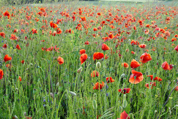 field of poppies