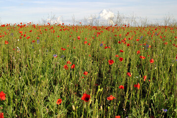field of poppies
