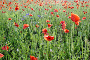 field of poppies