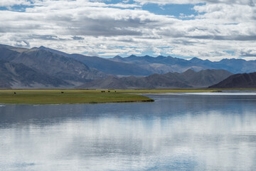 Obraz premium A river flows through a grassy field with distant mountains, Ladakh, Himalayas
