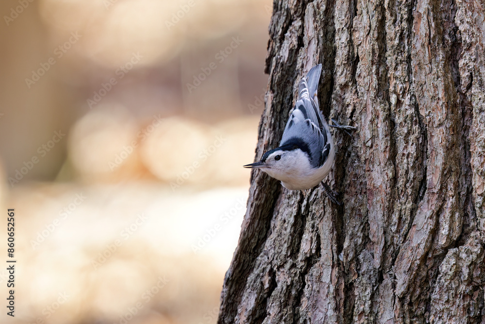 Wall mural The white-breasted nuthatch (Sitta carolinensis)