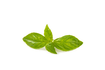 Basil isolated on white background. Fresh organic basil leaves isolated on white background. Spices. Vegan.