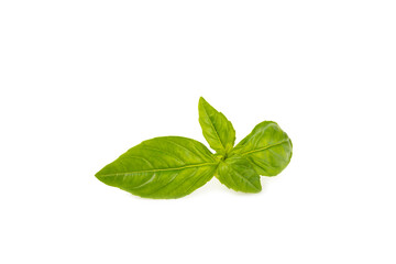 Basil isolated on white background. Fresh organic basil leaves isolated on white background. Spices. Vegan.