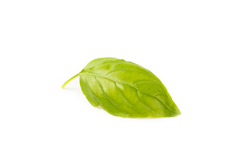 Basil isolated on white background. Fresh organic basil leaves isolated on white background. Spices. Vegan.
