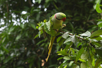Indian Parrot Sitting on a Lush Green Guava Tree, Eating fruits. Camouflage with the tree.
