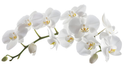 Close up of orchids blossoms Wedding decoration Branch of beautiful white orchid on white background Banner design White petals of phalaenopsis orchid flower Selective focus : Generative AI