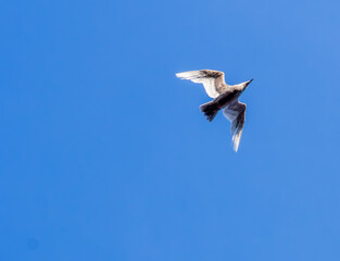 seagull in flight