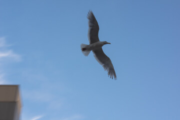 seagull in flight