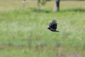Schwarzspecht (Dryocopus martius) im Flug