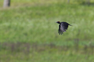 Schwarzspecht (Dryocopus martius) im Flug