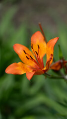 A single lily flower is orange, on a green background