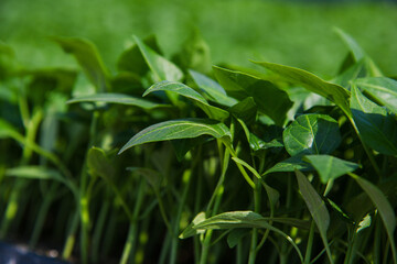 Fototapeta premium Group of green seedlings of pepper