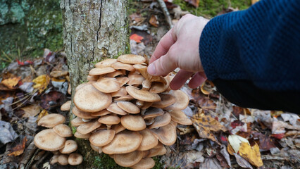 Honey Mushrooms - an edible Mushroom you can forage