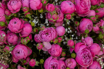 Photo with beautiful rose flower background. Pink rose flowers.