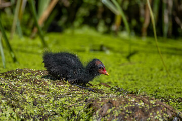 A common moorhen chick lays on a small island in the water with green lemna perpendicular to the camera lens on a cloudy summer day.	

