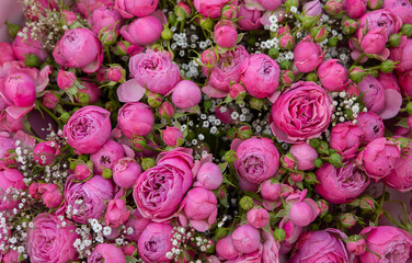 Photo with beautiful rose flower background. Pink rose flowers.