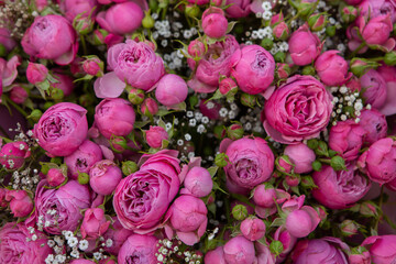 Photo with beautiful rose flower background. Pink rose flowers.