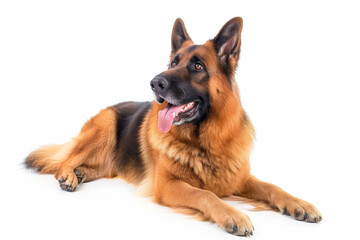 German Shepherd Dog on White Background