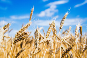 Wheat Field. Ears of wheat close up