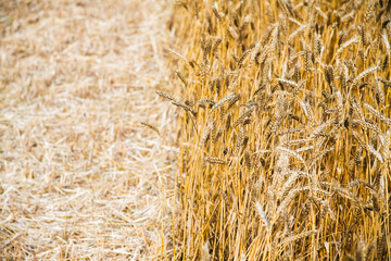 Wheat Field. Ears of wheat close up