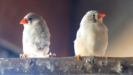 Adorable pair of Australian zebra finch birds standing on tree branch in captivity