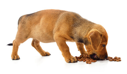 Puppy eating food.