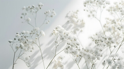 Naklejka premium White gypsophila flowers or babys breath flowers close up on white background selective focus with sunlight shadows Copy spacePoster : Generative AI