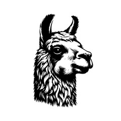 llama head vector © Kesy
