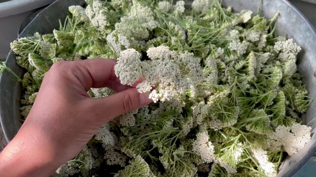 woman holding chopped yarrow plant before drying
