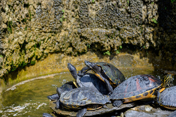 A pile of pond slider turtles sun bathe in a small fountain in a town along side Lake Como, Italy