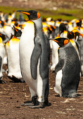 king penguin colony at the Volunteer Pont on the Falkland island