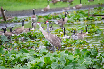 Sandhill Crane on Upper Crooked Lake, MI