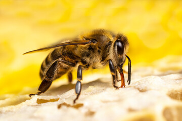 The bees produce wax and cover the honey in the combs with it.