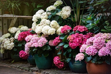 Blooming pink hydrangea in garden pots