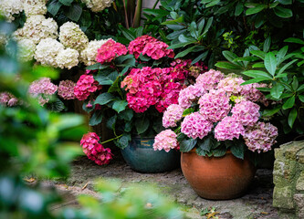 Blooming pink hydrangea in garden pots