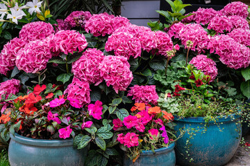 Blooming pink hydrangea in garden pots