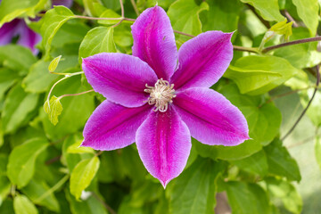 Boom pink clematis flower in garden. Flowers of perennial clematis vines in the garden