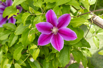 Boom pink clematis flower in garden. Flowers of perennial clematis vines in the garden